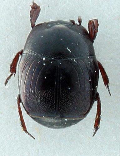 Réf. 298 464 : Hypocaccus rubripes
